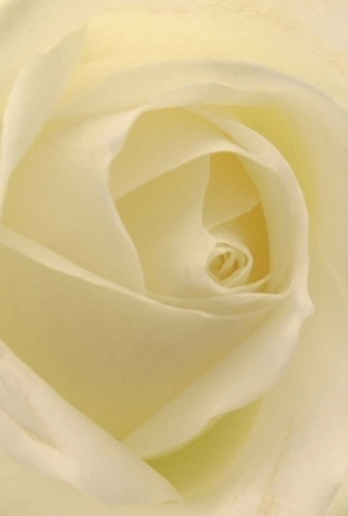 Viewed up close, this exquisite white rose, arranged by skilled florists near Northolt Green, draws the beholder into its intricate play of ivory and cream. Each petal is a testament to the patience and artistry found in local Northolt craft-delicate, matte in finish, yet softly luminous as the morning light illuminates its flawless formation. The spiraled centre of the rose reveals subtle layers, each fold enhanced by gentle shadow, evoking feelings of peace and understated elegance. There's a silent strength underlying the bloom, ideal for gestures of sincere apology, heartfelt remembrance, or the gentle romance so often celebrated in Northolt's welcoming homes. The bouquet exudes a quiet fragrance, serene yet distinctive, reflective of the calm found in Northolt's winding greenways. Every detail, from the tender curl of each outer petal to the carefully balanced composition, ensures this rose is not merely a flower, but a poised statement-the kind only a thoughtful local florist can deliver with integrity and grace.